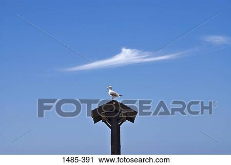 Stock Image - Seagull perching on a birdhouse, Mendocino, Mendocino County, California, USA. Fotosearch