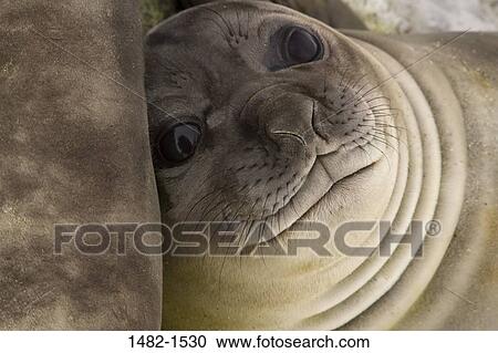 seal, day, outdoors, innocence, detail, sea life, close-up View Large Photo Image Stock Image - seal, day, outdoors, innocence, detail, sea life, close-up. Fotosearch