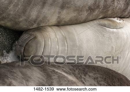 seal, day, outdoors, innocence, detail, togetherness, sea life View Large Photo Image Stock Photo - seal, day, outdoors, innocence, detail, togetherness, sea life. Fotosearch