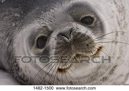 seal, day, outdoors, lying down, detail, sea life, close-up View Large Photo Image Stock Image - seal, day, outdoors, lying down, detail, sea life, close-up. Fotosearch