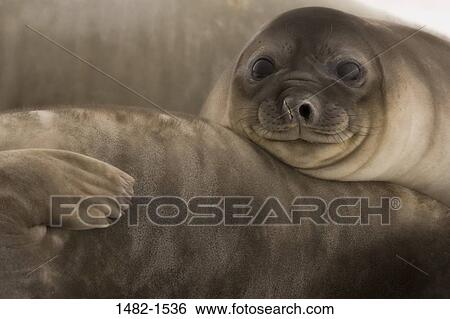 seal, day, outdoors, lying down, innocence, detail, togetherness View Large Photo Image Stock Photograph - seal, day, outdoors, lying down, innocence, detail, togetherness. Fotosearch