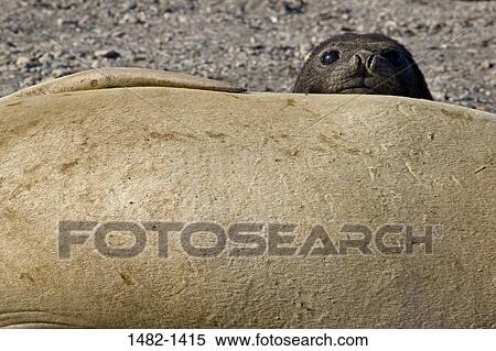 seal, day, outdoors, peeking, lying down, innocence, detail View Large Photo Image Stock Photography - seal, day, outdoors, peeking, lying down, innocence, detail. Fotosearch