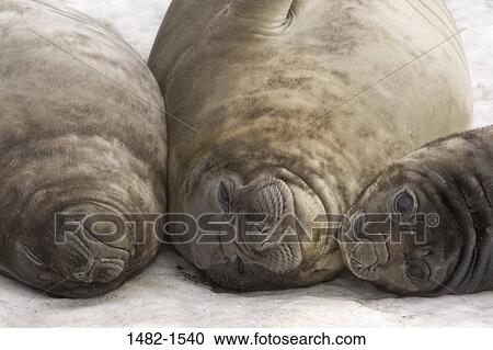 seal, ice, day, outdoors, frozen, lying down, innocence View Large Photo Image Stock Image - seal, ice, day, outdoors, frozen, lying down, innocence. Fotosearch
