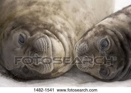 seal, ice, day, outdoors, frozen, innocence, detail View Large Photo Image Stock Image - seal, ice, day, outdoors, frozen, innocence, detail. Fotosearch