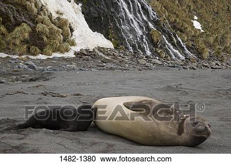 seal, ice, stone, day, nursing, outdoors, feeding View Large Photo Image Stock Image - seal, ice, stone, day, nursing, outdoors, feeding. Fotosearch