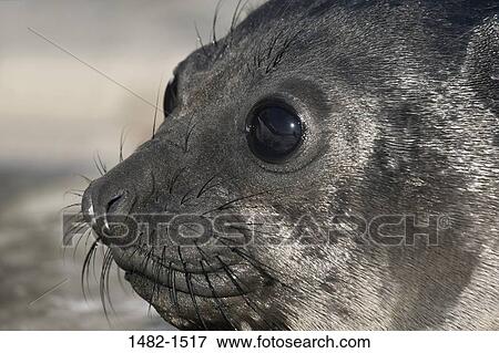 seal, stone, day, outdoors, lying down, innocence, detail View Large Photo Image Stock Photo - seal, stone, day, outdoors, lying down, innocence, detail. Fotosearch