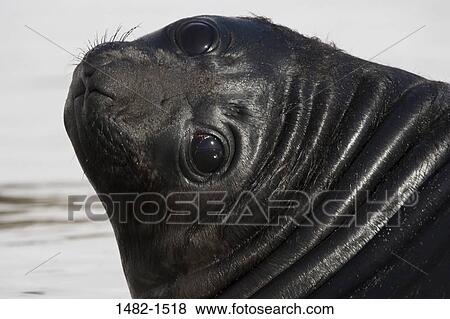 seal, stone, day, outdoors, lying down, innocence, detail View Large Photo Image Stock Photo - seal, stone, day, outdoors, lying down, innocence, detail. Fotosearch