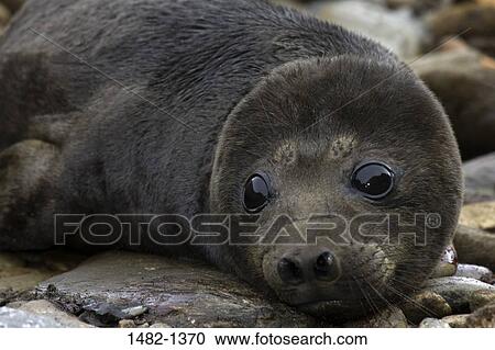 seal, stone, day, outdoors, pebble, lying down, innocence View Large Photo Image Stock Image - seal, stone, day, outdoors, pebble, lying down, innocence. Fotosearch