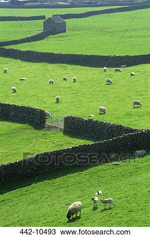 Stock Image - Sheep grazing in a field, Swaledale, Yorkshire Dales, Yorkshire, England. Fotosearch