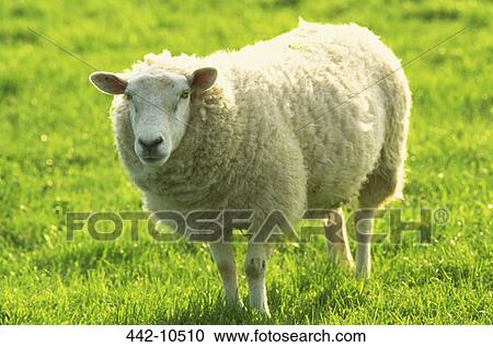 Sheep standing in a field View Large Photo Image Stock Image - Sheep standing in a field. Fotosearch