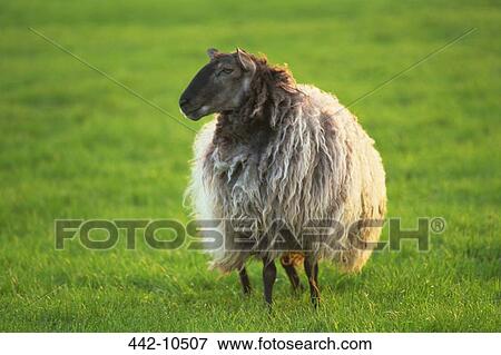 Stock Photo - Sheep standing in a field. Fotosearch