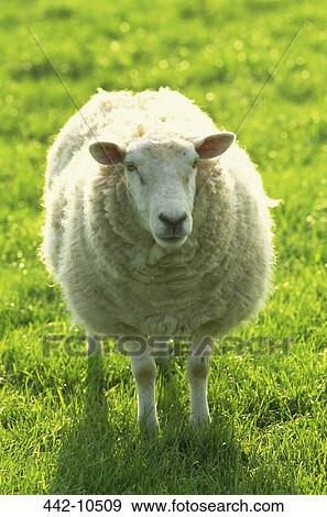 Stock Photo - Sheep standing in a field. Fotosearch