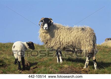 Sheep standing with a lamb in a field View Large Photo Image Picture - Sheep standing with a lamb in a field. Fotosearch
