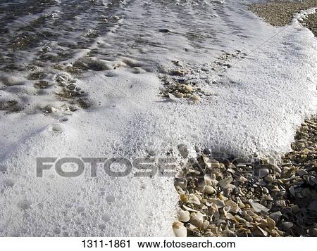Shells with surf on the beach, Hampton Beach, Melbourne, Victoria, Australia View Large Photo Image Stock Image - Shells with surf on the beach, Hampton Beach, Melbourne, Victoria, Australia. Fotosearch