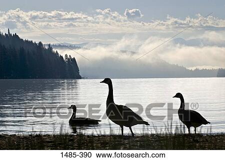 Silhouette of Canada geese (Branta canadensis) in a forest, Donner Lake, Truckee, Nevada County, California, USA View Large Photo Image Stock Image - Silhouette of Canada geese (Branta canadensis) in a forest, Donner Lake, Truckee, Nevada County, California, USA. Fotosearch