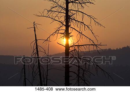 Silhouette of trees at sunset, California, USA View Large Photo Image Stock Photo - Silhouette of trees at sunset, California, USA. Fotosearch