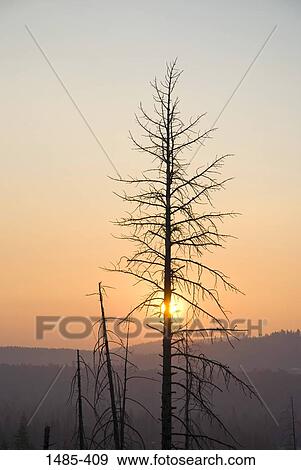 Silhouette of trees at sunset, California, USA View Large Photo Image Stock Photo - Silhouette of trees at sunset, California, USA. Fotosearch
