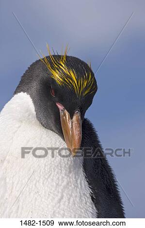 sky, beak, penguin, cloud, bird, day, outdoors View Large Photo Image Stock Photo - sky, beak, penguin, cloud, bird, day, outdoors. Fotosearch