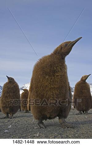 sky, beak, sand, Brown, penguin, cloud, bird View Large Photo Image Stock Photo - sky, beak, sand, Brown, penguin, cloud, bird. Fotosearch