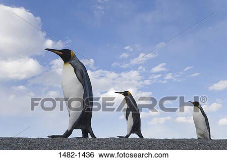 sky, beak, sand, penguin, cloud, walking, bird View Large Photo Image Stock Photograph - sky, beak, sand, penguin, cloud, walking, bird. Fotosearch