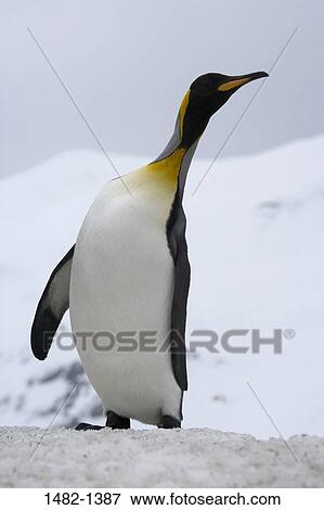 sky, beak, snow, penguin, cloud, bird, day View Large Photo Image Stock Photo - sky, beak, snow, penguin, cloud, bird, day. Fotosearch