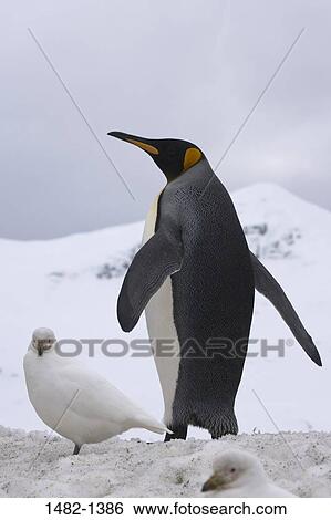 sky, beak, snow, penguin, cloud, walking, bird View Large Photo Image Stock Photograph - sky, beak, snow, penguin, cloud, walking, bird. Fotosearch