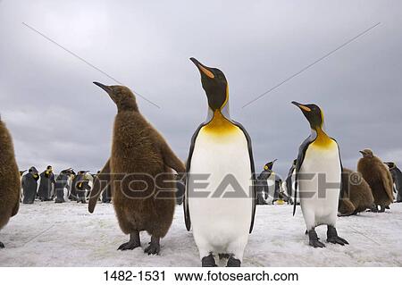 sky, Brown, snow, penguin, cloud, bird, day View Large Photo Image Stock Image - sky, Brown, snow, penguin, cloud, bird, day. Fotosearch