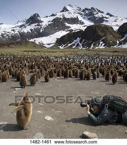 Stock Image - sky, Brown, snow, penguin, cloud, shadow, mountain. Fotosearch
