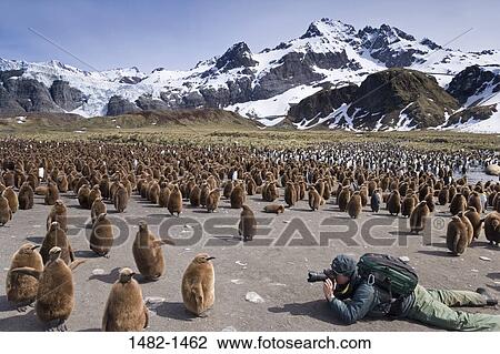 Stock Image - sky, Brown, snow, penguin, cloud, shadow, mountain. Fotosearch