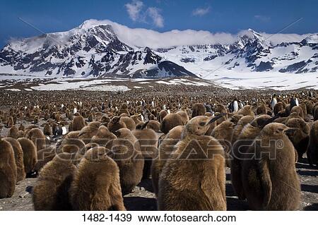 sky, Brown, snow, penguin, cloud, mountain, bird View Large Photo Image Stock Photo - sky, Brown, snow, penguin, cloud, mountain, bird. Fotosearch