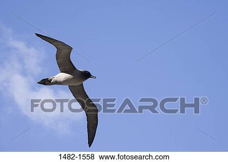 sky, cloud, bird, flying, wing, day, outdoors View Large Photo Image Stock Photo - sky, cloud, bird, flying, wing, day, outdoors. Fotosearch