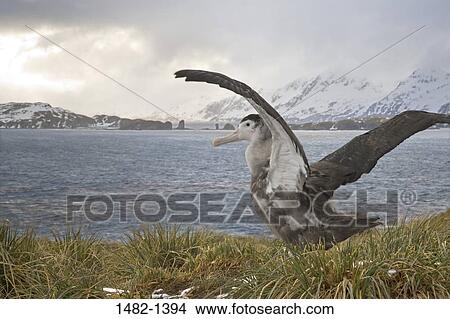 sky, grass, beak, snow, water, cloud, sea View Large Photo Image Picture - sky, grass, beak, snow, water, cloud, sea. Fotosearch