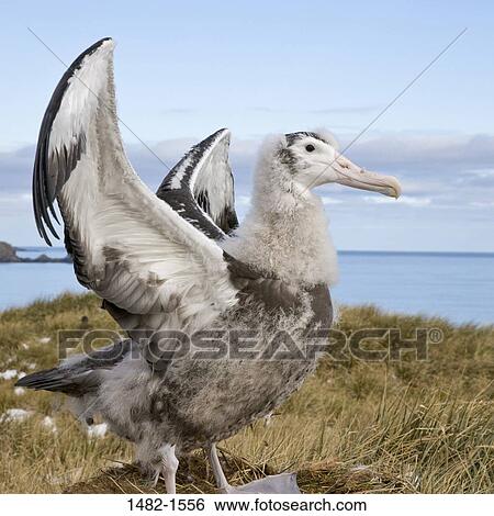 sky, grass, beak, water, cloud, sea, bird View Large Photo Image Stock Photograph - sky, grass, beak, water, cloud, sea, bird. Fotosearch