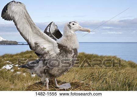 sky, grass, beak, water, cloud, sea, bird View Large Photo Image Stock Photography - sky, grass, beak, water, cloud, sea, bird. Fotosearch