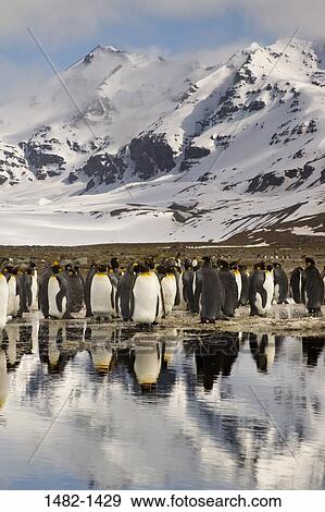 Stock Photo - sky, reflection, snow, water, penguin, cloud, sea. Fotosearch