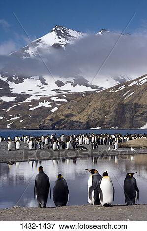sky, reflection, snow, water, penguin, cloud, sea View Large Photo Image Stock Photo - sky, reflection, snow, water, penguin, cloud, sea. Fotosearch
