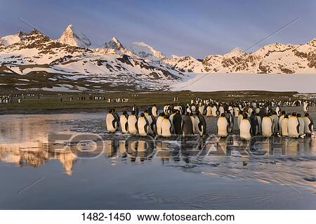 sky, reflection, wading, snow, water, penguin, cloud View Large Photo Image Stock Image - sky, reflection, wading, snow, water, penguin, cloud. Fotosearch