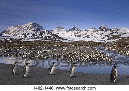 sky, reflection, wading, snow, water, penguin, cloud View Large Photo Image Stock Photograph - sky, reflection, wading, snow, water, penguin, cloud. Fotosearch