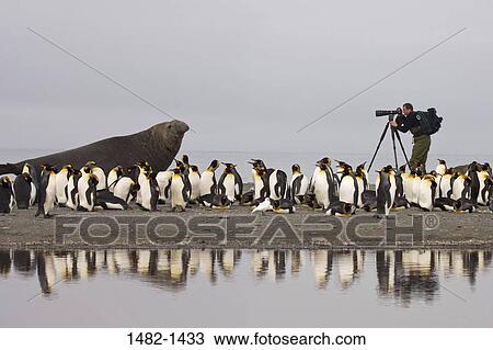 sky, reflection, water, penguin, cloud, seal, sea View Large Photo Image Stock Image - sky, reflection, water, penguin, cloud, seal, sea. Fotosearch