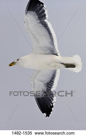 Stock Photography - sky, seagull, bird, flying, wing, day, outdoors. Fotosearch