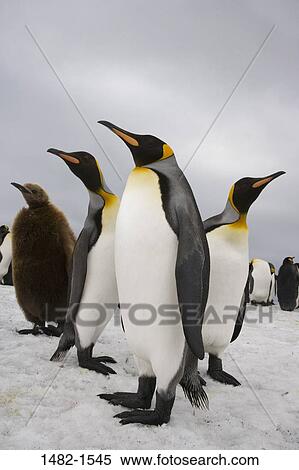 Stock Photography - sky, snow, penguin, cloud, bird, day, cold. Fotosearch