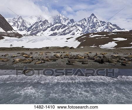 Stock Image - sky, snow, water, cloud, seal, sea, ocean. Fotosearch