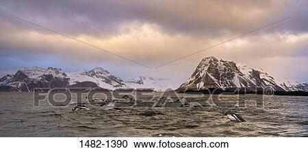 sky, snow, water, penguin, cloud, sea, mountain View Large Photo Image Stock Image - sky, snow, water, penguin, cloud, sea, mountain. Fotosearch