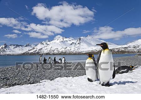 sky, snow, water, penguin, cloud, sea, mountain View Large Photo Image Stock Image - sky, snow, water, penguin, cloud, sea, mountain. Fotosearch