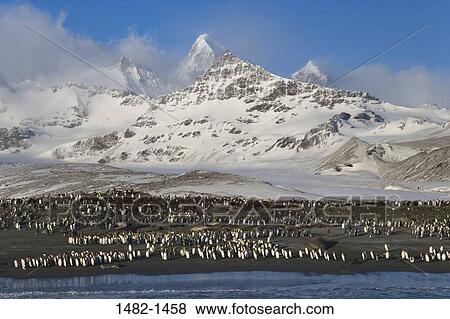 sky, snow, water, penguin, cloud, sea, mountain View Large Photo Image Stock Photo - sky, snow, water, penguin, cloud, sea, mountain. Fotosearch