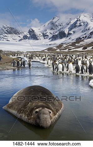 sky, snow, water, penguin, cloud, seal, sea View Large Photo Image Picture - sky, snow, water, penguin, cloud, seal, sea. Fotosearch