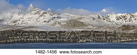sky, snow, water, penguin, cloud, seal, sea View Large Photo Image Stock Photograph - sky, snow, water, penguin, cloud, seal, sea. Fotosearch
