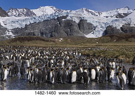 sky, wading, snow, penguin, cloud, mountain, bird View Large Photo Image Stock Image - sky, wading, snow, penguin, cloud, mountain, bird. Fotosearch