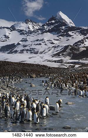 sky, wading, snow, water, penguin, cloud, sea View Large Photo Image Stock Image - sky, wading, snow, water, penguin, cloud, sea. Fotosearch