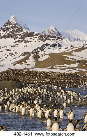 sky, wading, snow, water, penguin, cloud, walking View Large Photo Image Stock Image - sky, wading, snow, water, penguin, cloud, walking. Fotosearch